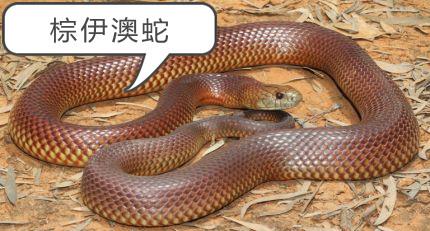 世界最毒的蛇排名_世界最毒的蛇(3)