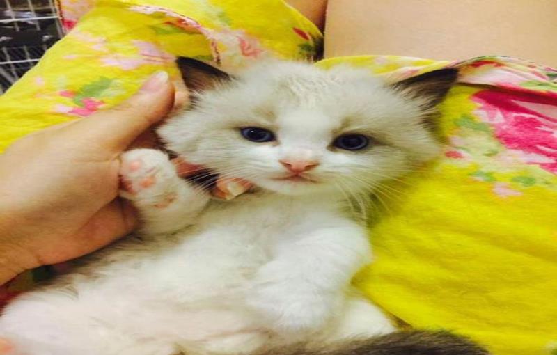 怎么才能让小猫服你 0ebf388f233b4f8ea7398894611d8ec9.jpeg