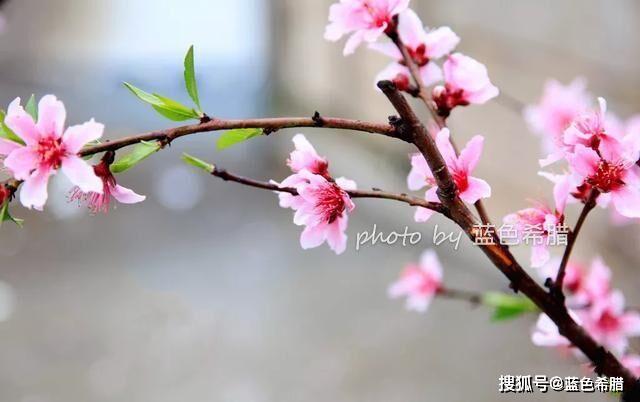 春日桃花简谱_防弹春日数字简谱