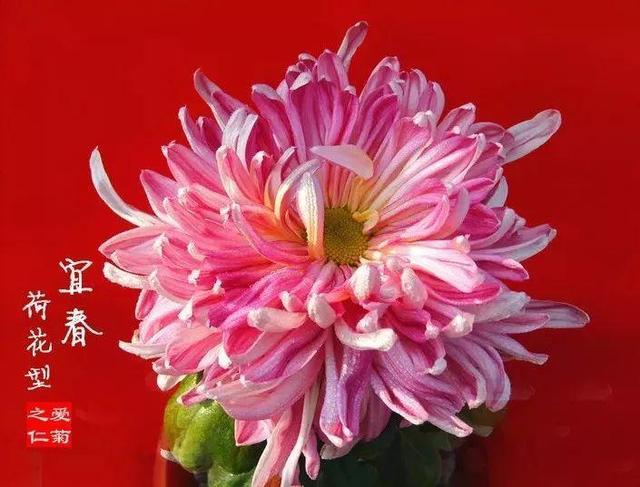 清明让菊花寄去我的思念