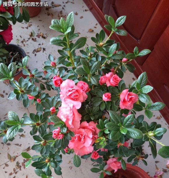 杜鹃花一年开几茬 38b4683ac6dd4f99bf5dfb96a4a95087.png
