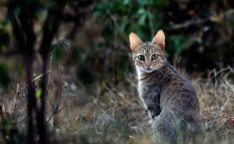 家猫的祖先:非洲野猫