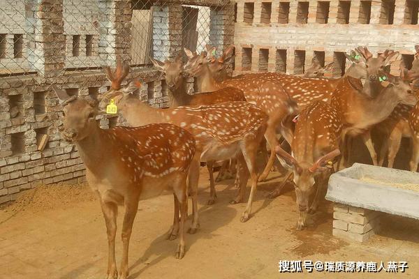 养鹿的前景如何听听养鹿人瑞质源鹿茸燕子怎么没说