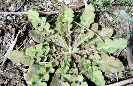 495422020da94c899417e2016c991616.jpeg