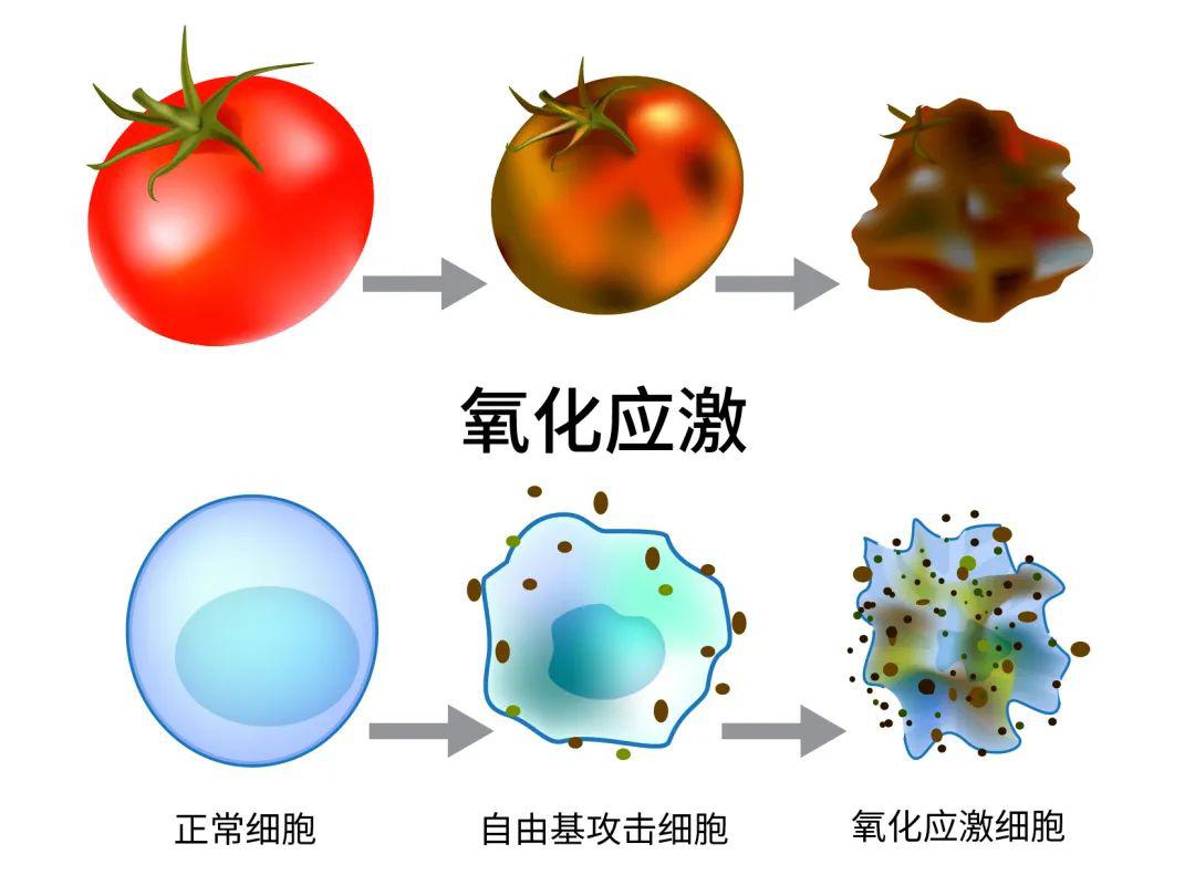 什么是原子什么是分子 61cafefa5da34a97b50ddc6fd1523ed4.jpeg