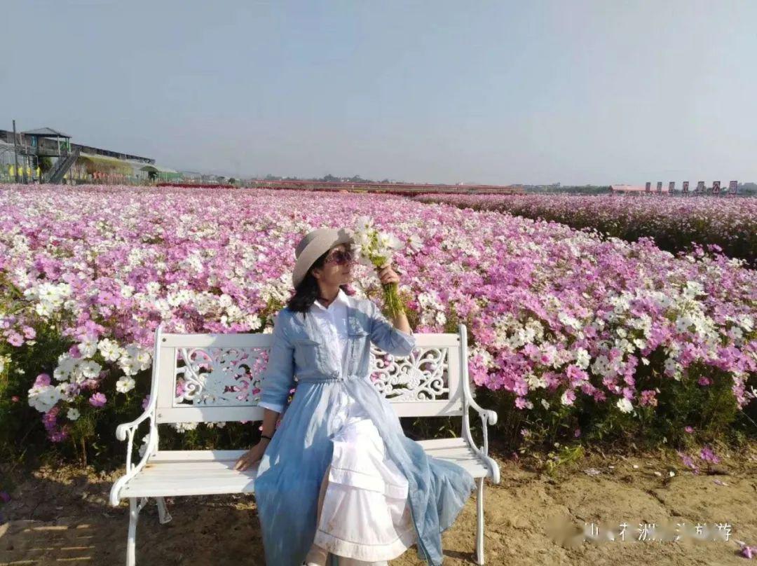 仙眷花洲海纳花海开园啦~_水口