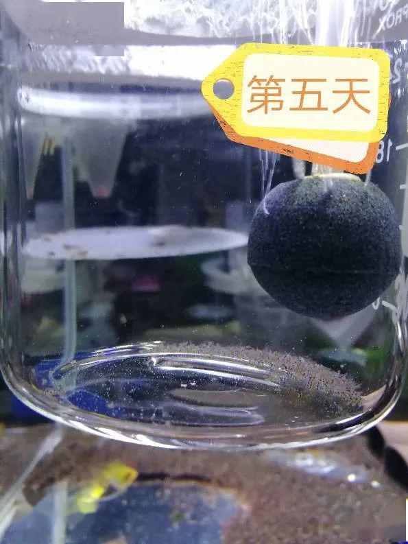 [繁殖技巧] 金波子繁殖记录,从第1天到18天