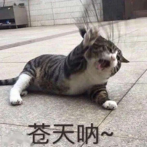 "这是脏话,小猫咪不可以讲的!"_表情