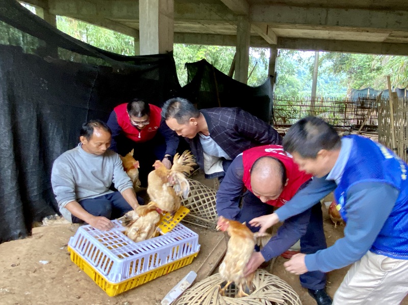 南方电网广西梧州供电局抗疫扶贫 日销"三黄鸡"150只