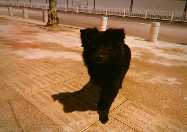 军人口述夜狸猫事件_夜狸猫事件图片大全