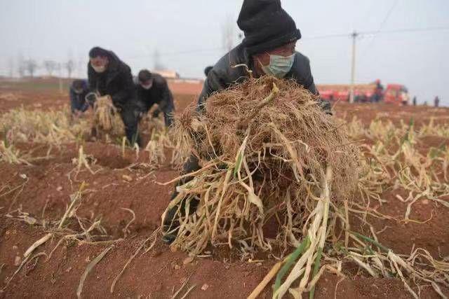 坡头乡人口_渑池县坡头乡程瑶(3)