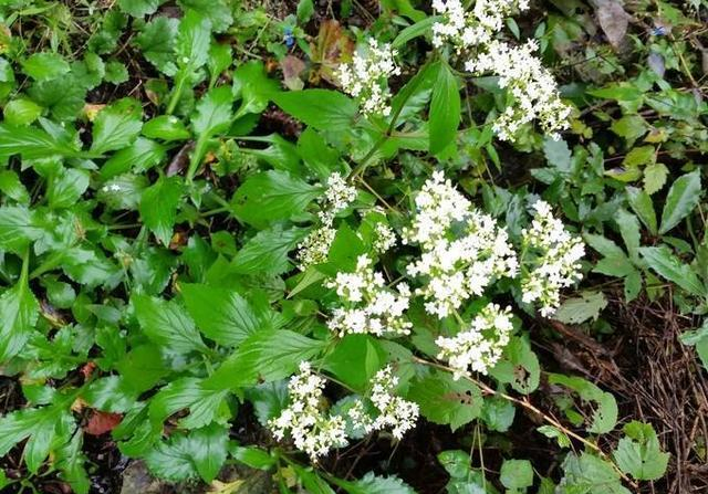 它是乙肝克星,学名"白花败酱",野外很常见,遇到别错过