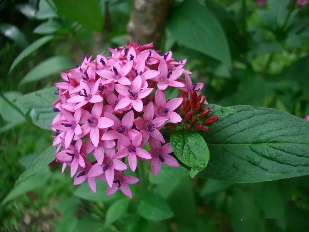 识花| 看图猜花名,了解更多有趣花卉知识