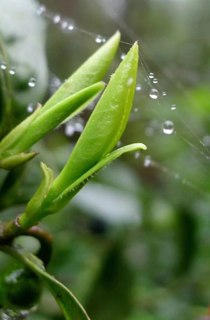 肥硕绿茶芽非走火入魔之流,很难理解茶之香与茶叶之香的区别.