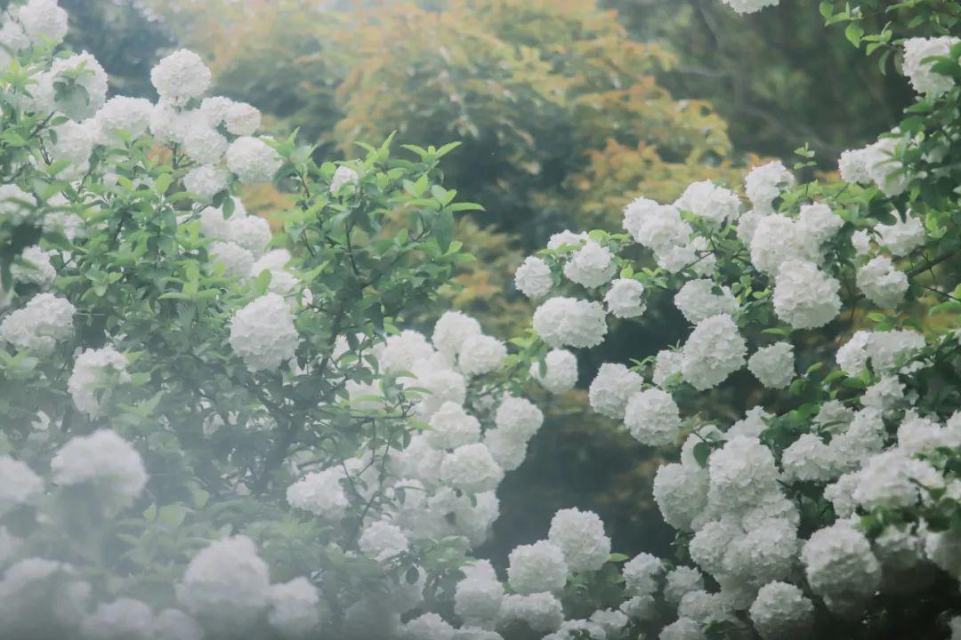 藏不住了,萧山这片白色花海又成网红!花期只有几天了o36lu
