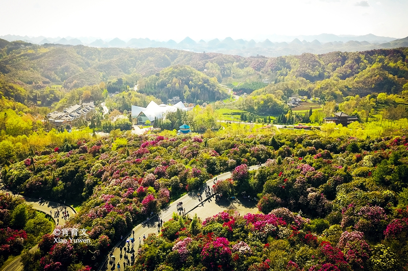 原创600平方公里贵州百里杜鹃,以天然长成闻名于世,正是赏花心愿地