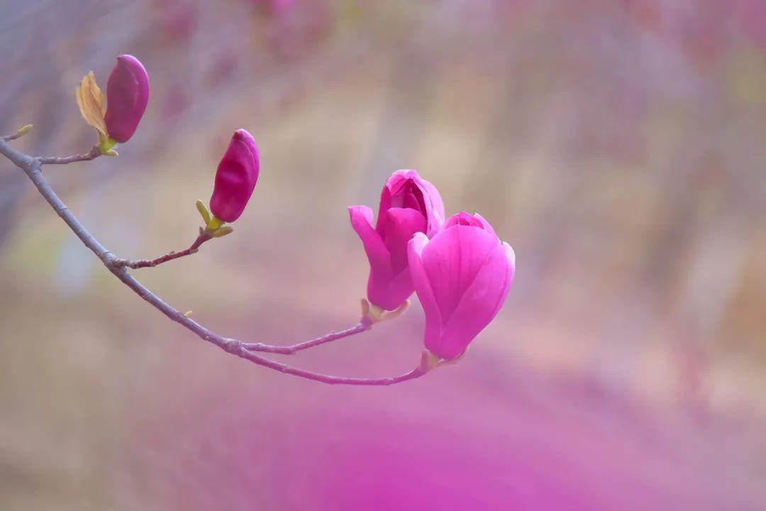 03 四 月 天 风追云间荡绿柳, 水清映淡花枝头.