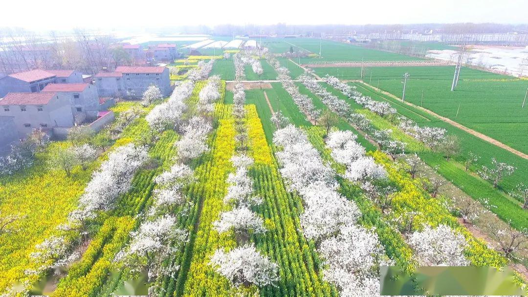 夏邑又火了央视再次走进夏邑直播这里的美景风光