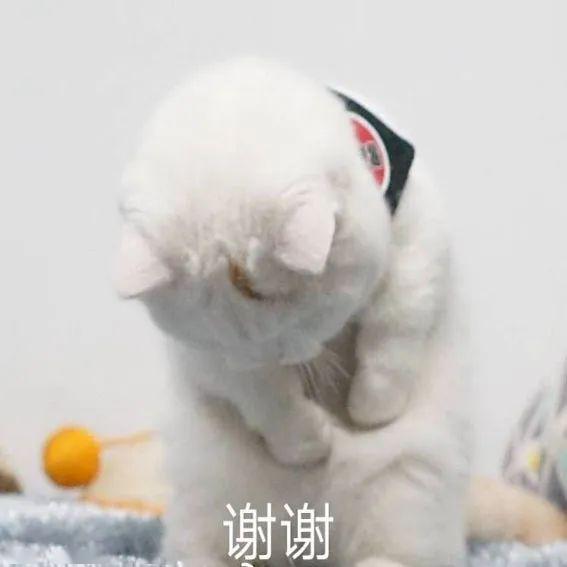 怎么才能让小猫咪听自己的话 eb44616f58f34f8eb741deca66717097.jpeg