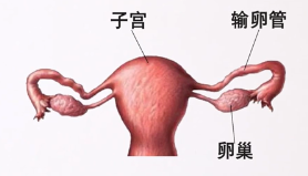 结石药的原理_所以根据我们人自身的生理特点,理论上最大横径为0.6cm以下的结石都可以用药物