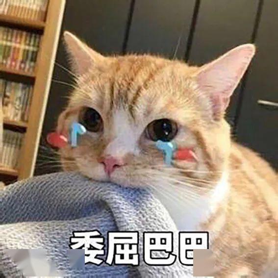 "这是脏话,小猫咪不可以讲的!"_表情