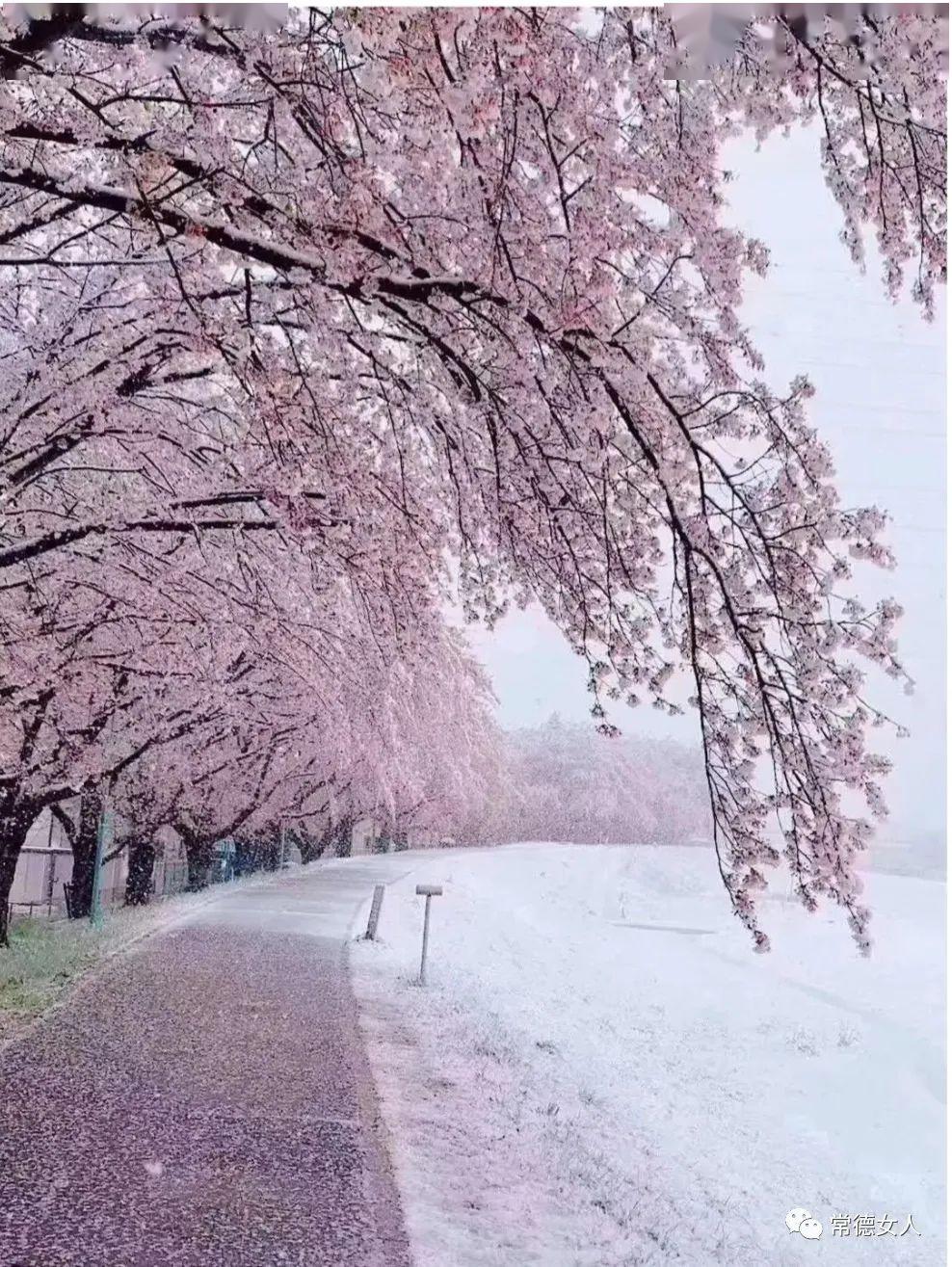 百年不遇的雪樱那是苍天在流泪