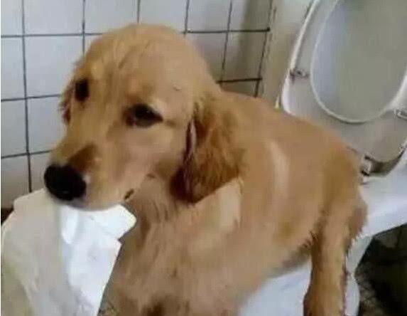 自己怎么做狗狗厕所 06eb440532ea40bb885198a2516ee23d.jpeg