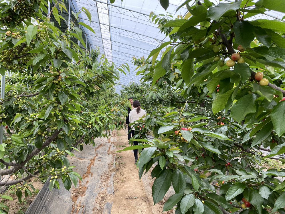 大荔果然多多种植家庭农场的四大品牌大棚樱桃提前一个月上市迎客商