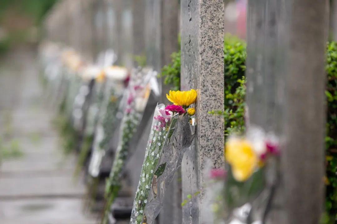 今日清明,鲜花寄哀思
