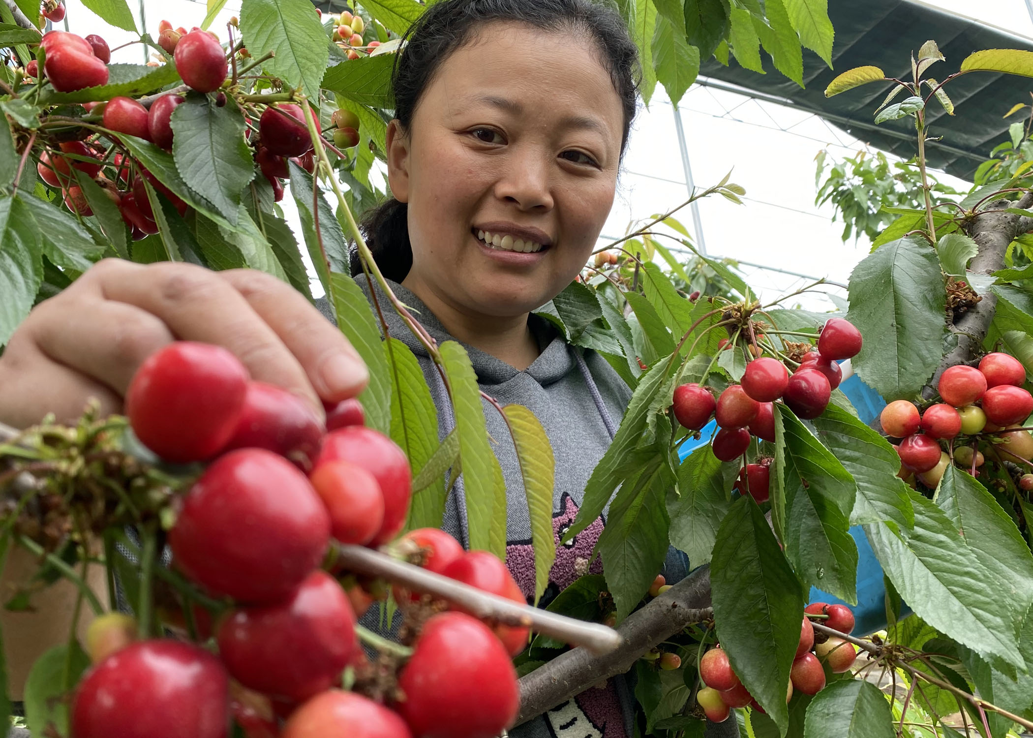 大荔果然多多种植家庭农场的四大品牌大棚樱桃提前一个月上市迎客商