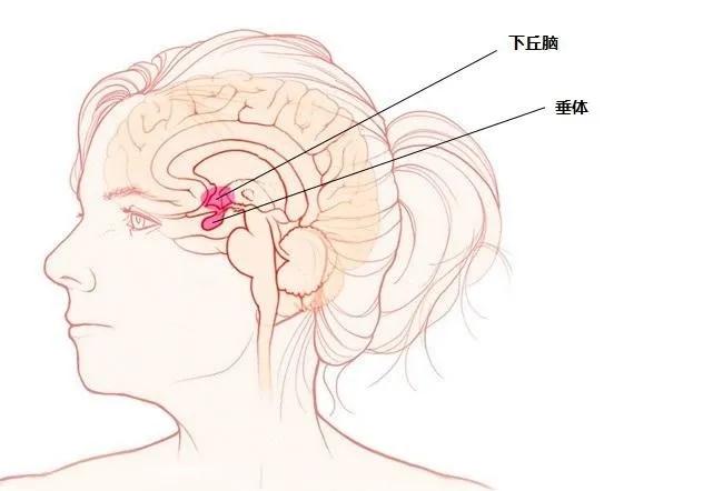 垂体瘤也压迫周围神经出现一些压迫症状,例如出现头痛,或对周围视