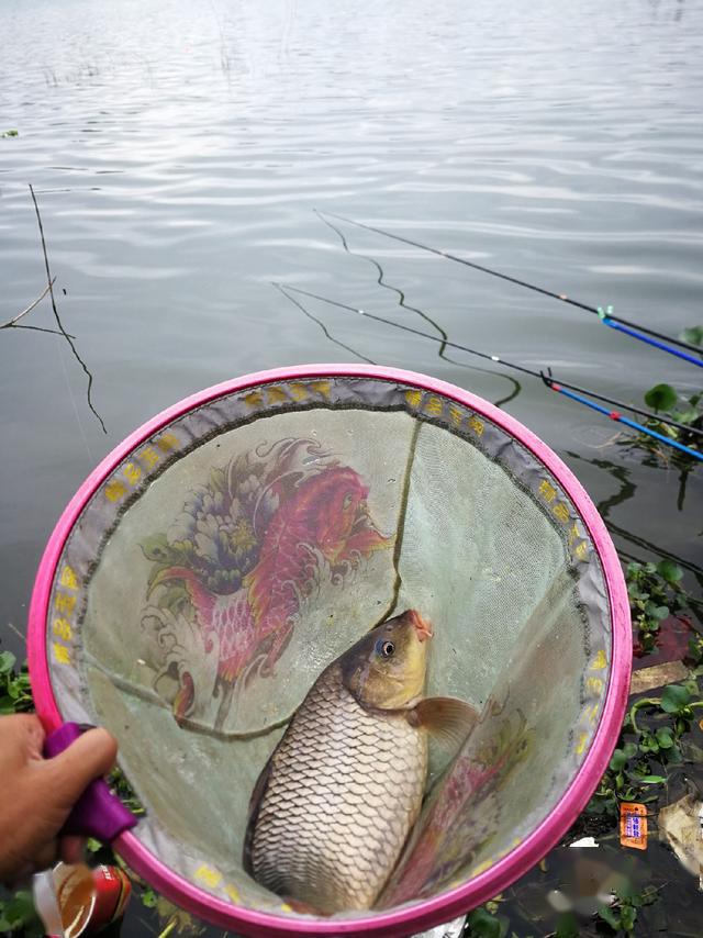 今日芦花坑水库爆护,大鲤鱼连竿我为坑冠