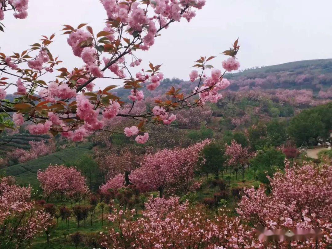 4.12 徒步|四明山浪漫樱花之旅,探秘火焰山,醉在大岚鲜花茶海