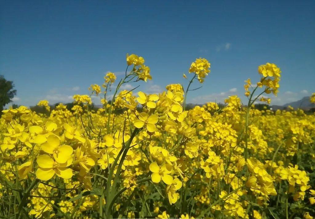 17首油菜花诗词打团飞入菜花去自信世间无别香