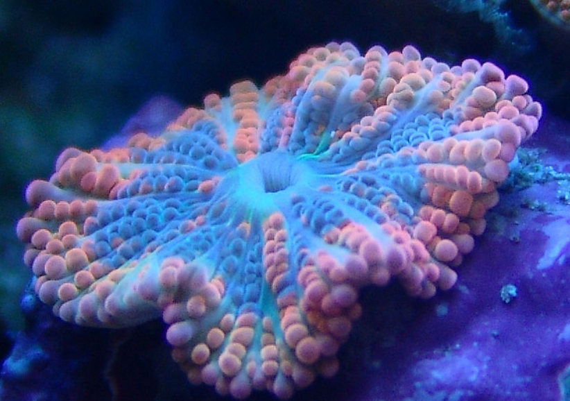 珊瑚,最终的归宿就只剩白化吗?