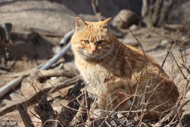 「动物」是怎么抓到的？102只新冠病毒检测猫中的流浪猫