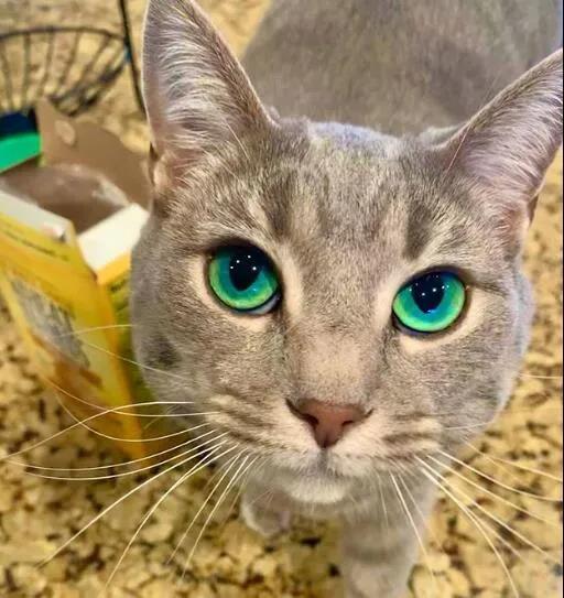 其实,猫咪眼睛的颜色是多种多样的,绿色虽然罕见(国内),其实也是正常