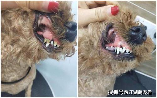 如果狗狗有牙龈红肿或者口腔溃疡等,就要尽快送它到医院检查了