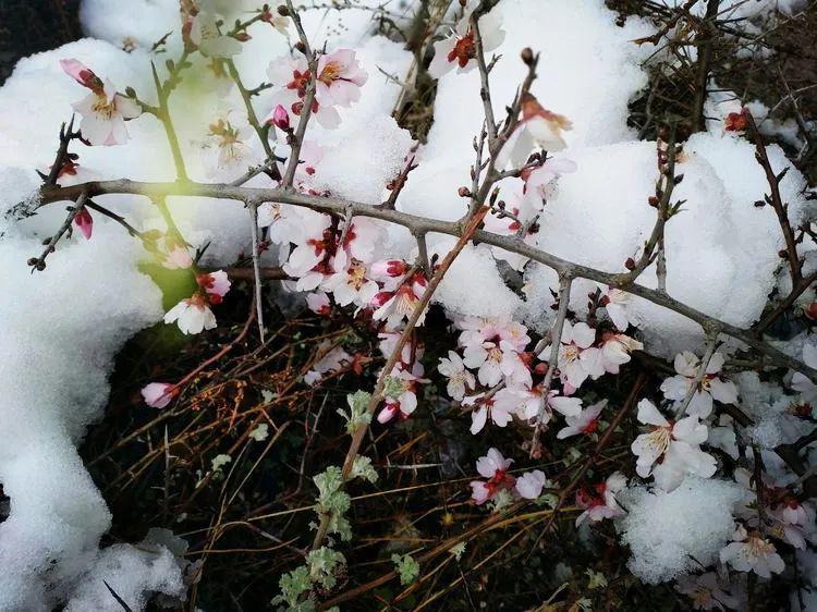 2020年的这个清明簇簇迎春埋于雪中满是泪痕的花朵,在雪中摇曳愿逝者