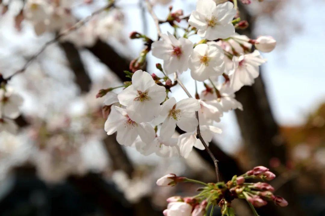 樱花,桃花,梨花,李花,杏花,梅花你分得清吗?