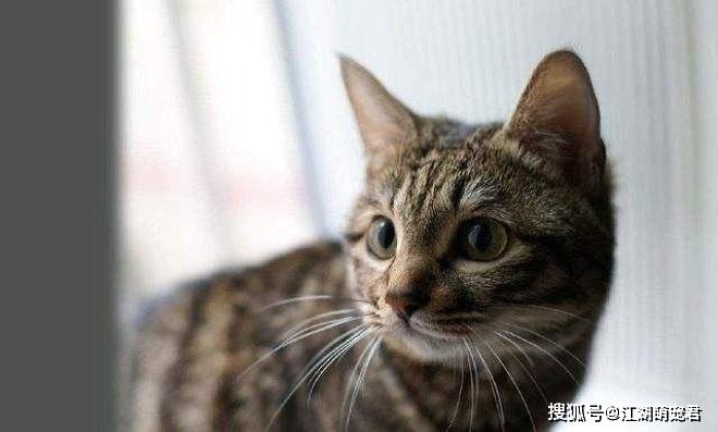 猫咪加烬怎么跑最快 653f036e5eb542dd8487adff3810b995.jpeg