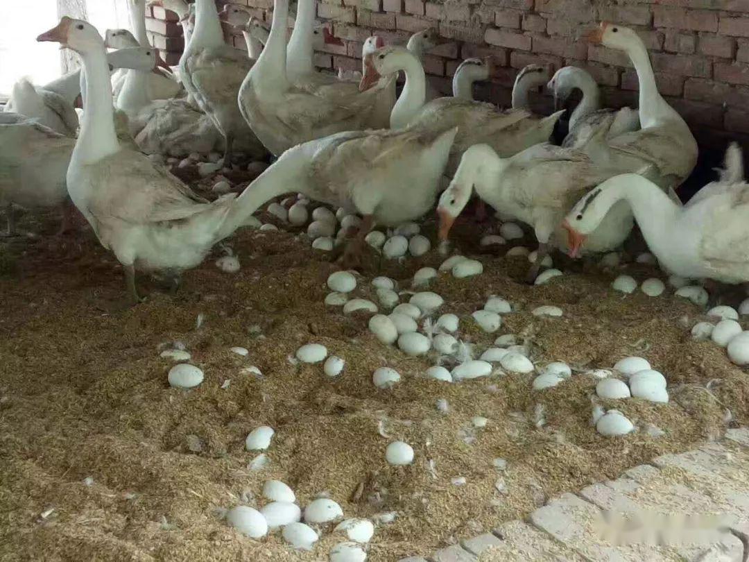 春季如何养好鹅养鹅如何使鹅多产蛋养鹅3看是妙招