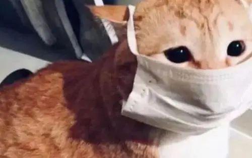 怎么看小猫是否有活力 780bd51a9792476b95990bca78a1e417.jpeg