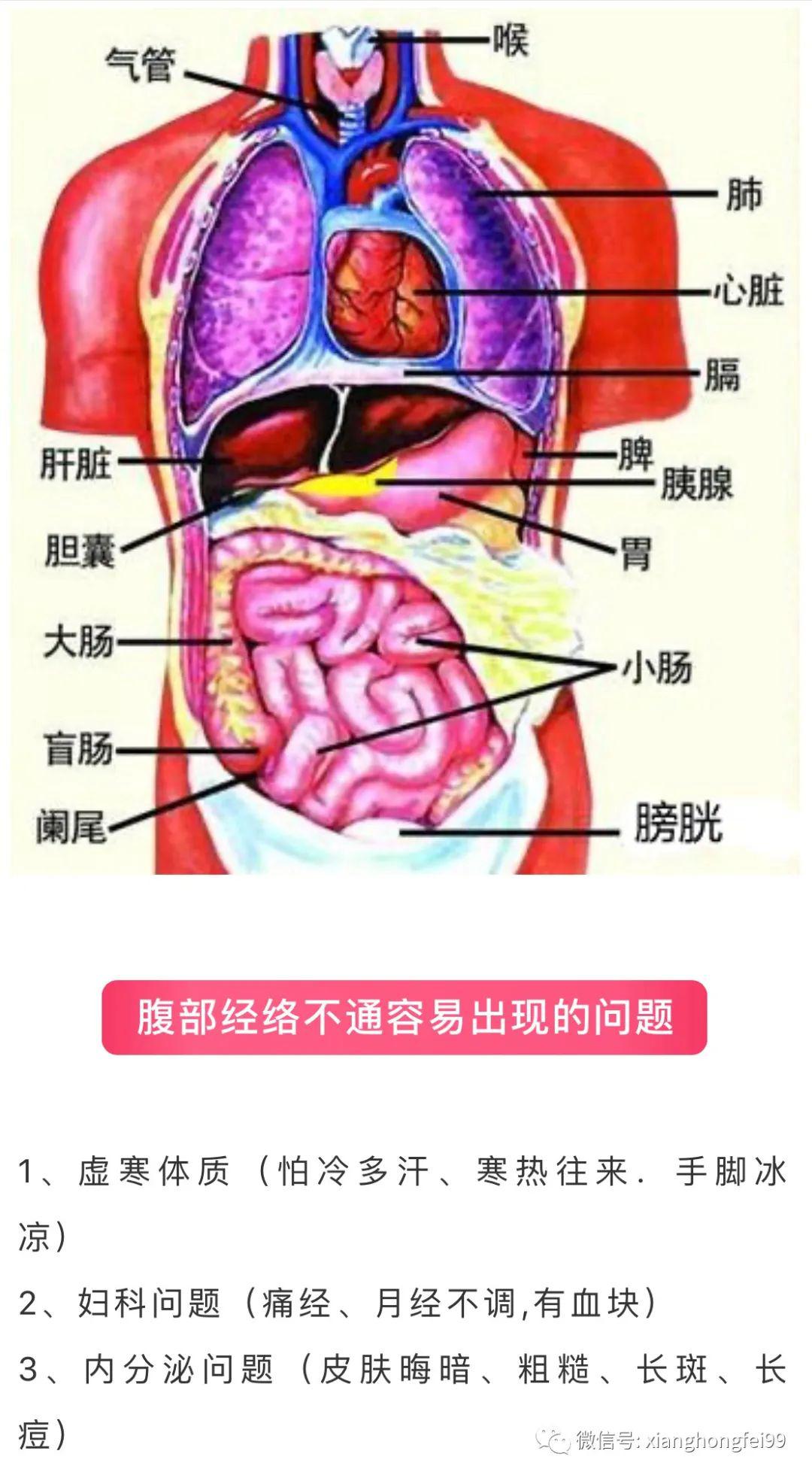 腹部经络一定不能堵!