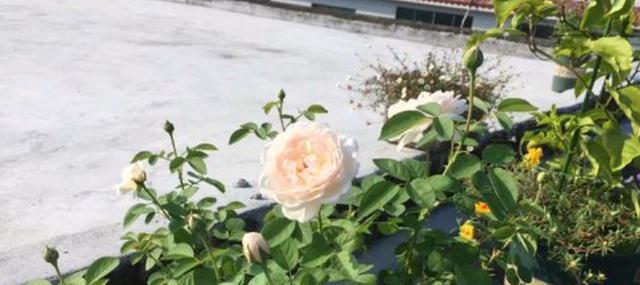 几月份扦插月季花成活率高 7ba3e23f10c84066a46df31fd39fa338.jpeg