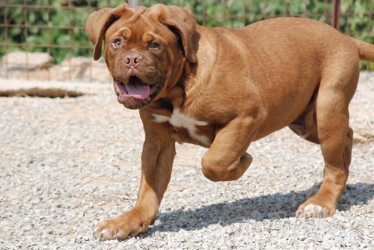 马士提夫犬是一种高大,魁梧,结实,身体比例匀称的狗,它身体又宽又深