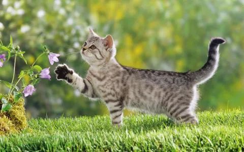 春天可以是 懒惰的小猫晒太阳