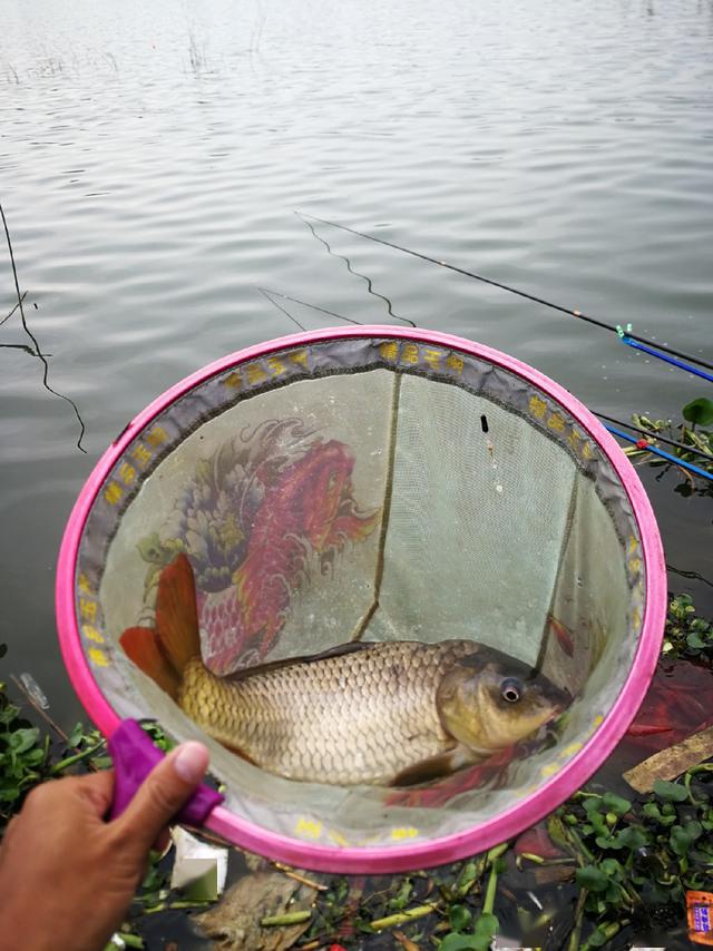 今日芦花坑水库爆护,大鲤鱼连竿我为坑冠