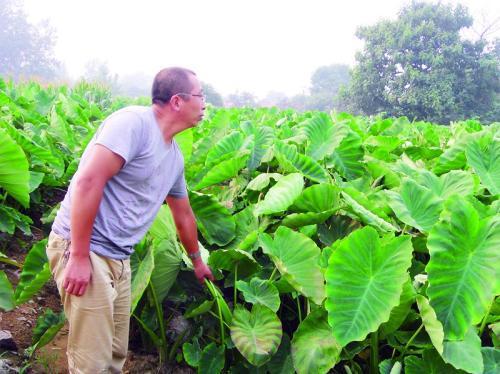 芋头好吃不好种,教你学会种植技巧,棵棵能结一大窝