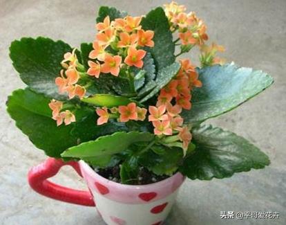 如何修剪长寿花残花 872988c03c424574a01bd212cb520d74.jpeg